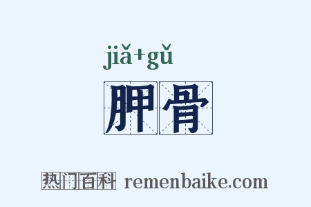 胛骨是什么意思的图片